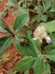 Coccinella transversalis