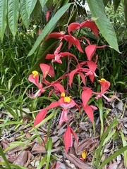 Amherstia nobilis