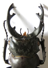 Odontolabis cuvera salvazae