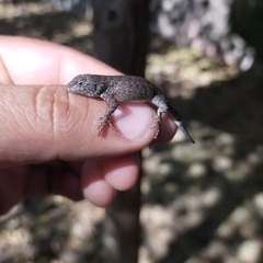 Sceloporus nelsoni