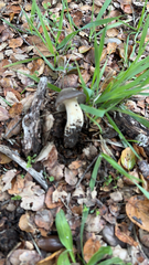 Entoloma ferruginans
