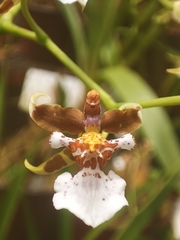 Orchidaceae