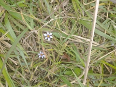 Sisyrinchium micranthum