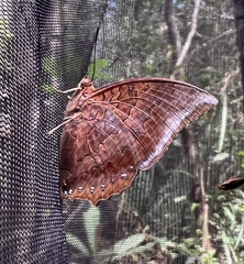 Charaxes