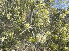 Hakea leucoptera leucoptera