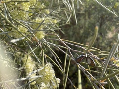 Hakea leucoptera leucoptera