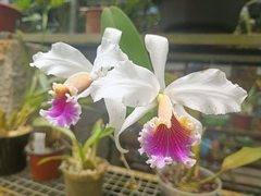 Orchidaceae