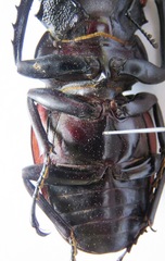 Odontolabis cuvera salvazae