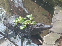 Caiman crocodilus