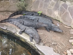 Caiman crocodilus