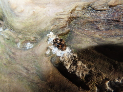 Ischyrus quadripunctatus