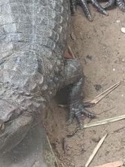 Caiman crocodilus