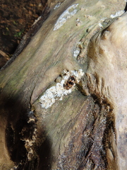 Ischyrus quadripunctatus