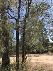 Allocasuarina luehmannii