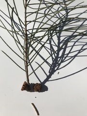 Allocasuarina luehmannii