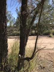 Allocasuarina luehmannii