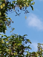 Anodendron affine