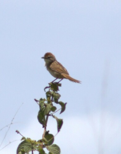 Tawny Grassbird (Cincloramphus timoriensis), photo 2