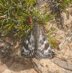 Synemon parthenoides