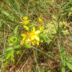 Hypericum perforatum