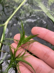Hydrocharitaceae
