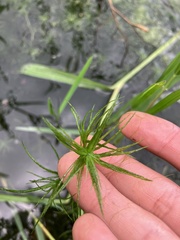 Hydrocharitaceae