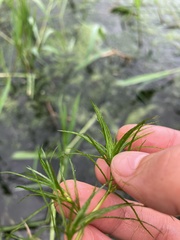 Hydrocharitaceae