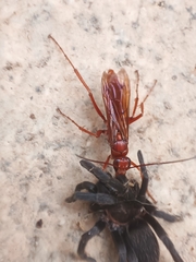 Ischnocolinae