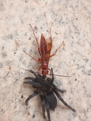 Ischnocolinae