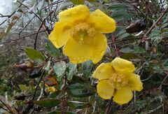 Hypericum hookerianum