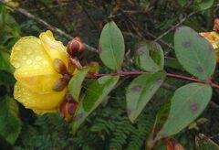 Hypericum hookerianum