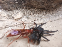 Ischnocolinae