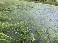 Hydrocharitaceae
