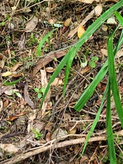 Arthropodium candidum