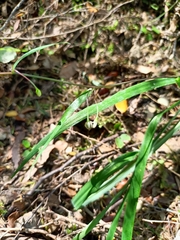 Arthropodium candidum