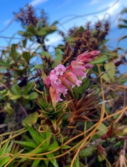 Dracophyllum ouaiemense
