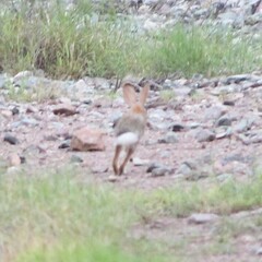 Leporidae