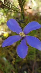Cheiranthera linearis