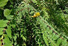 Hypericum hookerianum