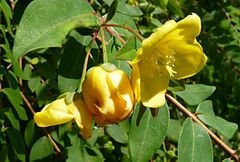 Hypericum hookerianum