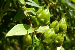 Hypericum hookerianum