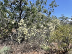 Hakea leucoptera leucoptera