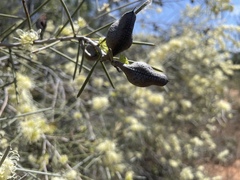Hakea leucoptera leucoptera