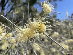 Hakea leucoptera leucoptera