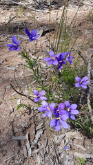 Cheiranthera linearis