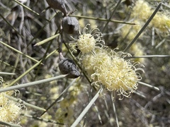 Hakea leucoptera leucoptera