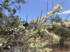 Hakea leucoptera leucoptera