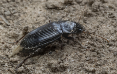 Harpalinae