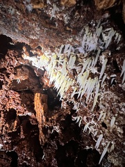 Mucronella fusiformis