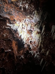 Mucronella fusiformis